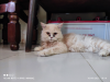 Parsian cat